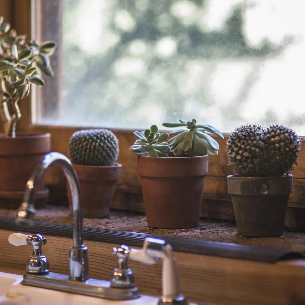 Plants kept where weather exposure is limited Potted cacti and succulents in terracotta pots on a windowsill above a kitchen tap.