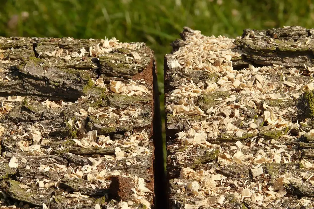 Pale wood shavings and sawdust scattered across rough sawn timber.