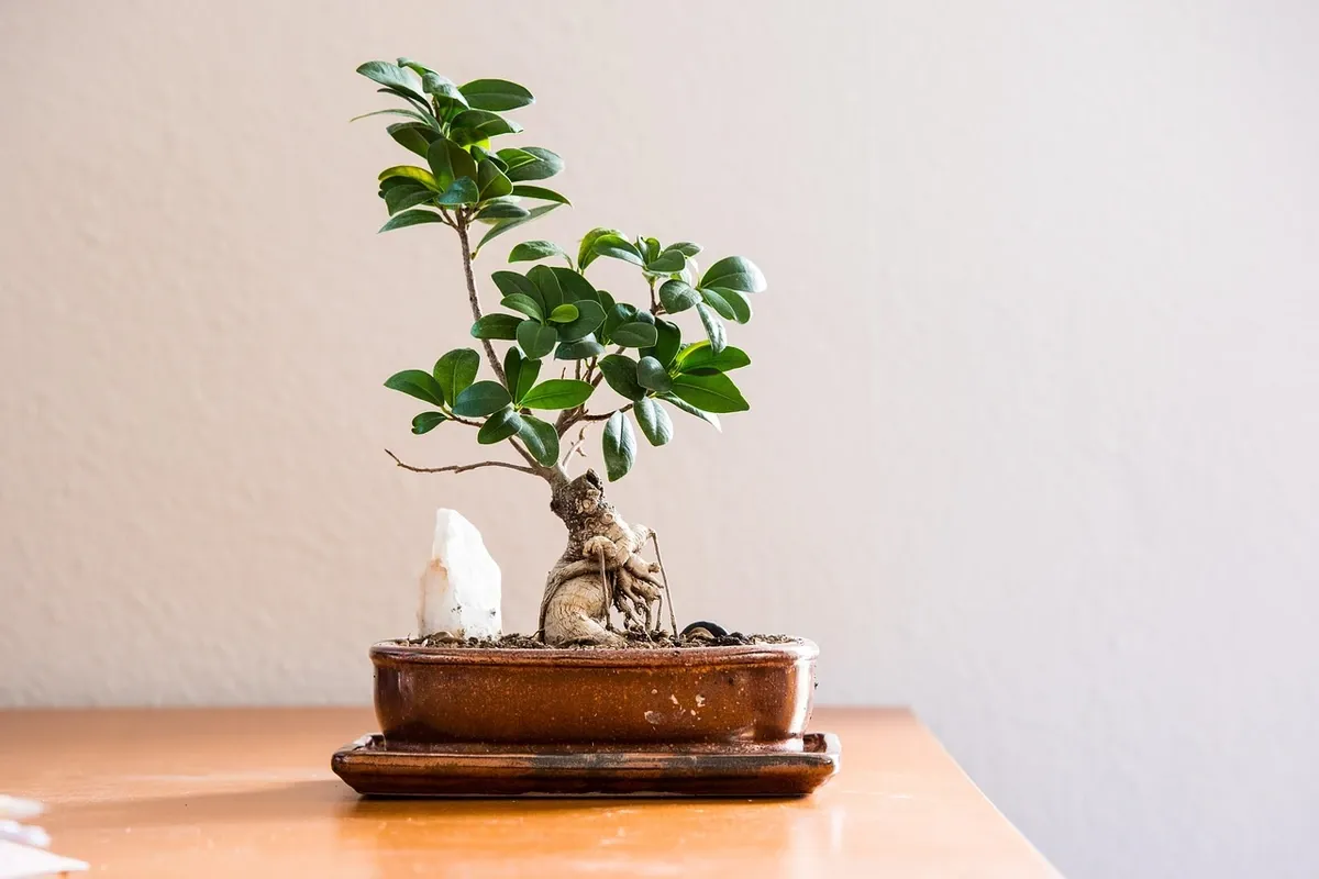 A bonsai in a shallow pot sitting on a low wooden stand against a plain white wall.